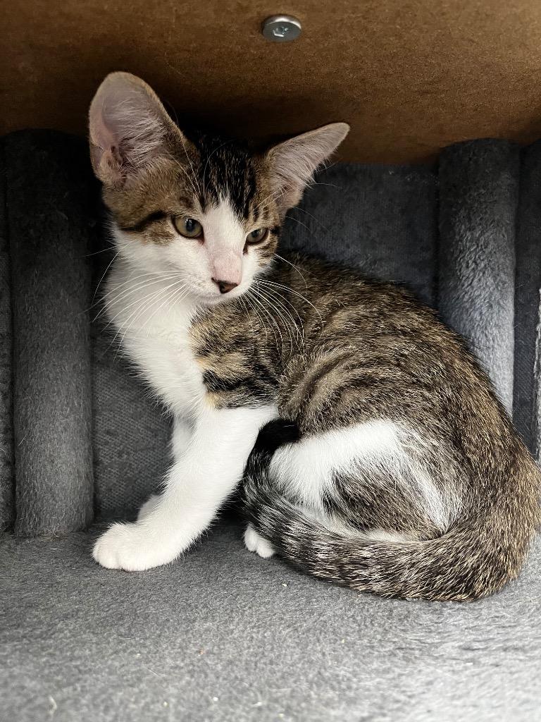 BBQ, Adopted, Kitten Male Domestic Short Hair.
