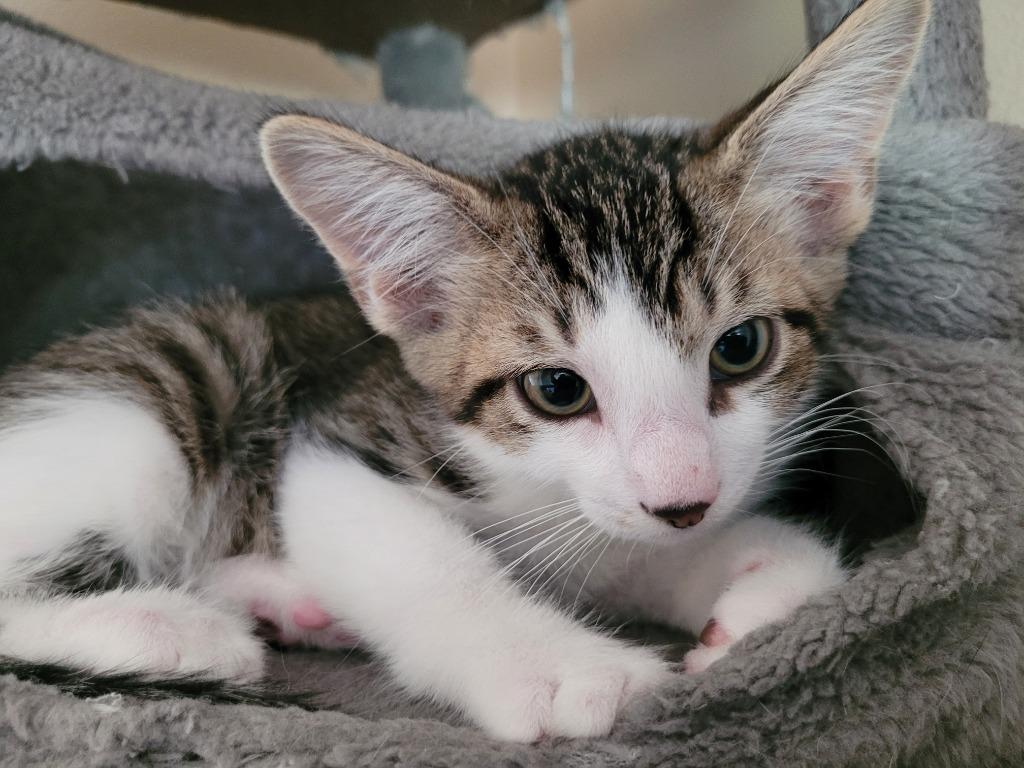 BBQ, Adoptable, Kitten Male Domestic Short Hair.