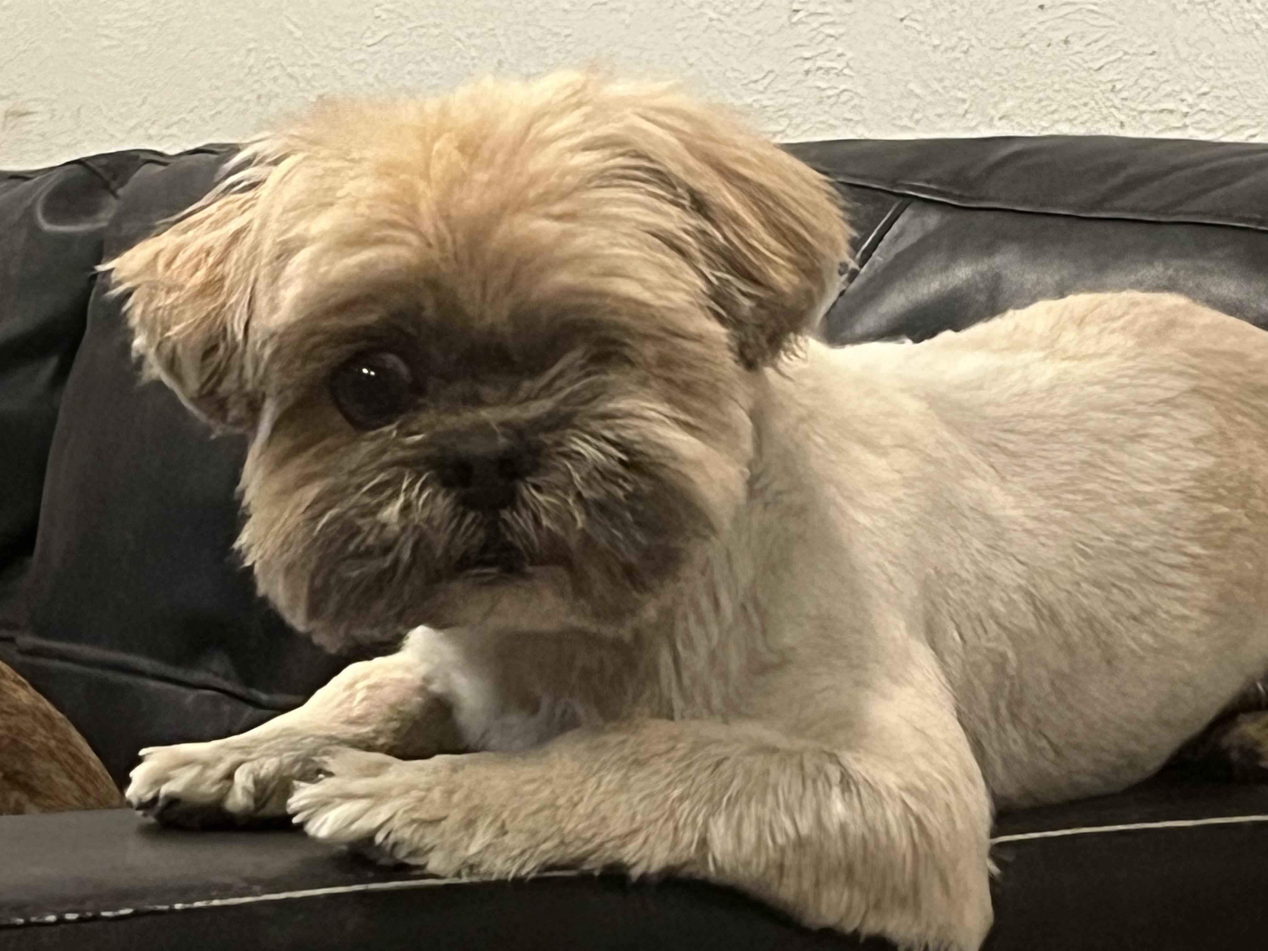 Chewie, Adoptable, Adult Male Shih Tzu.