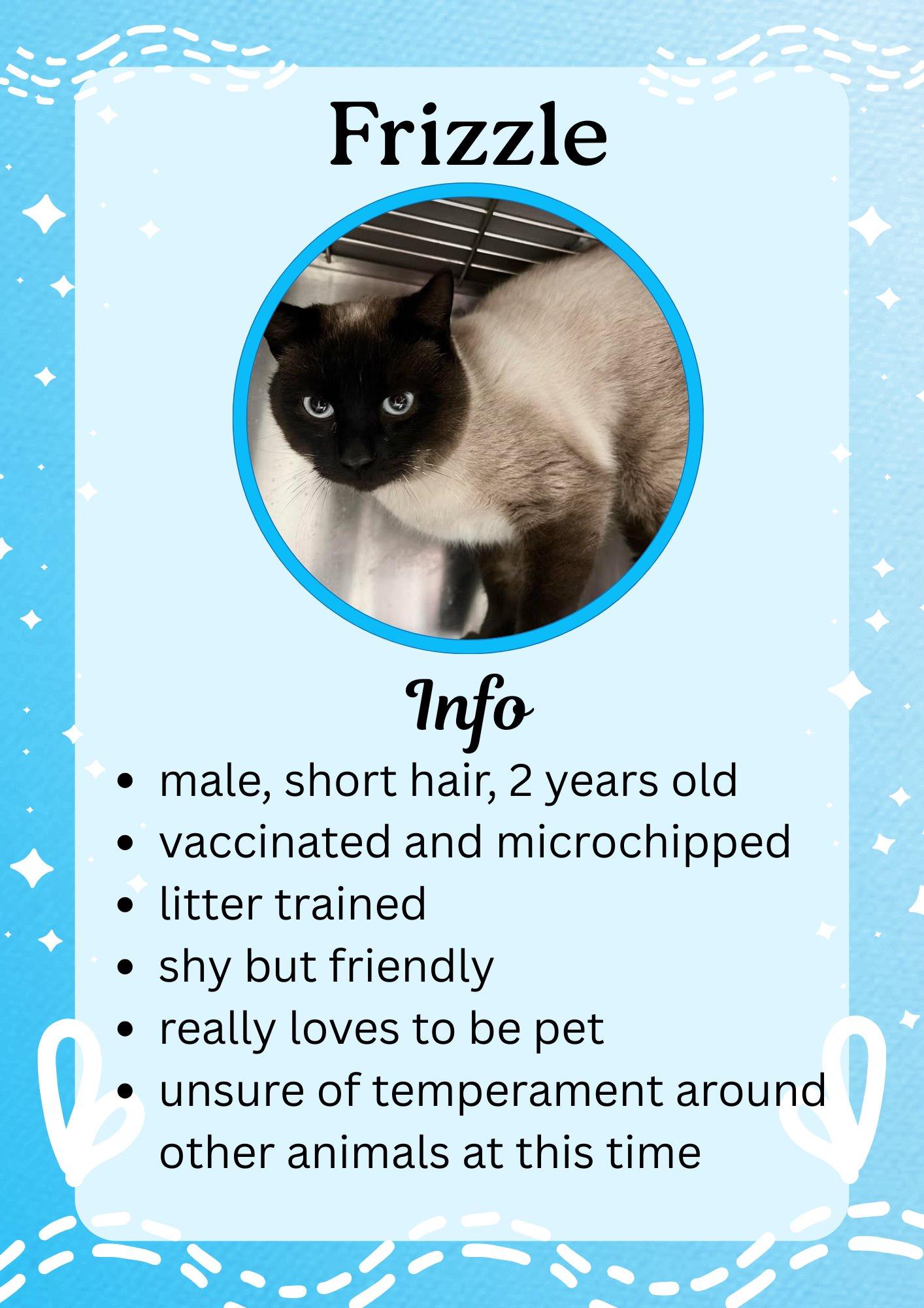 Frizzle, adopted, Adult Male Siamese.