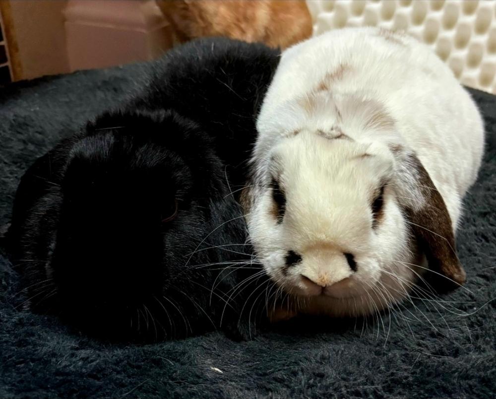 Enlarge Derek, a ADOPTABLE Mini Lop in China Township, MI image 3/5