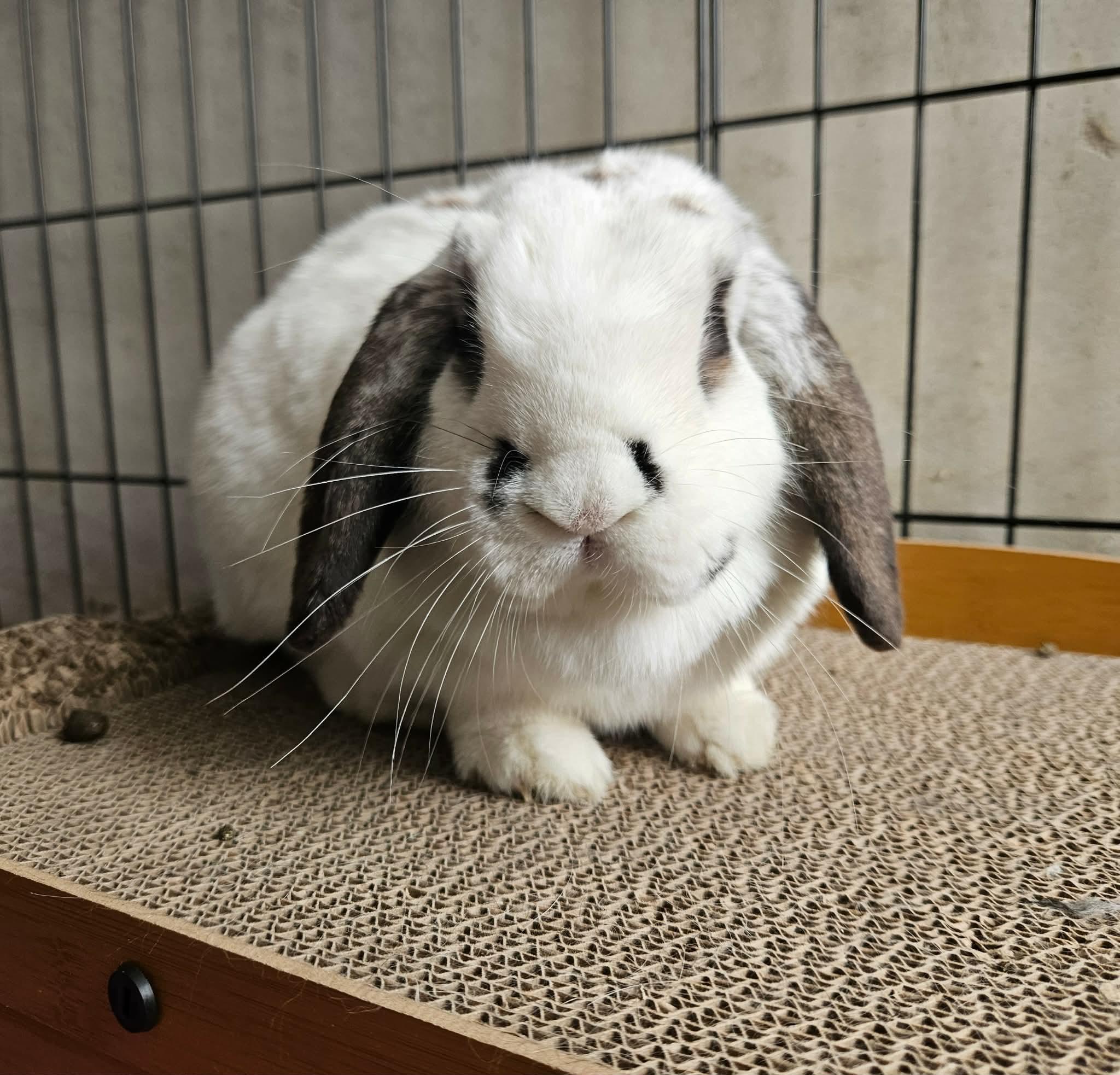 Derek, ADOPTABLE, Young Male Mini Lop.