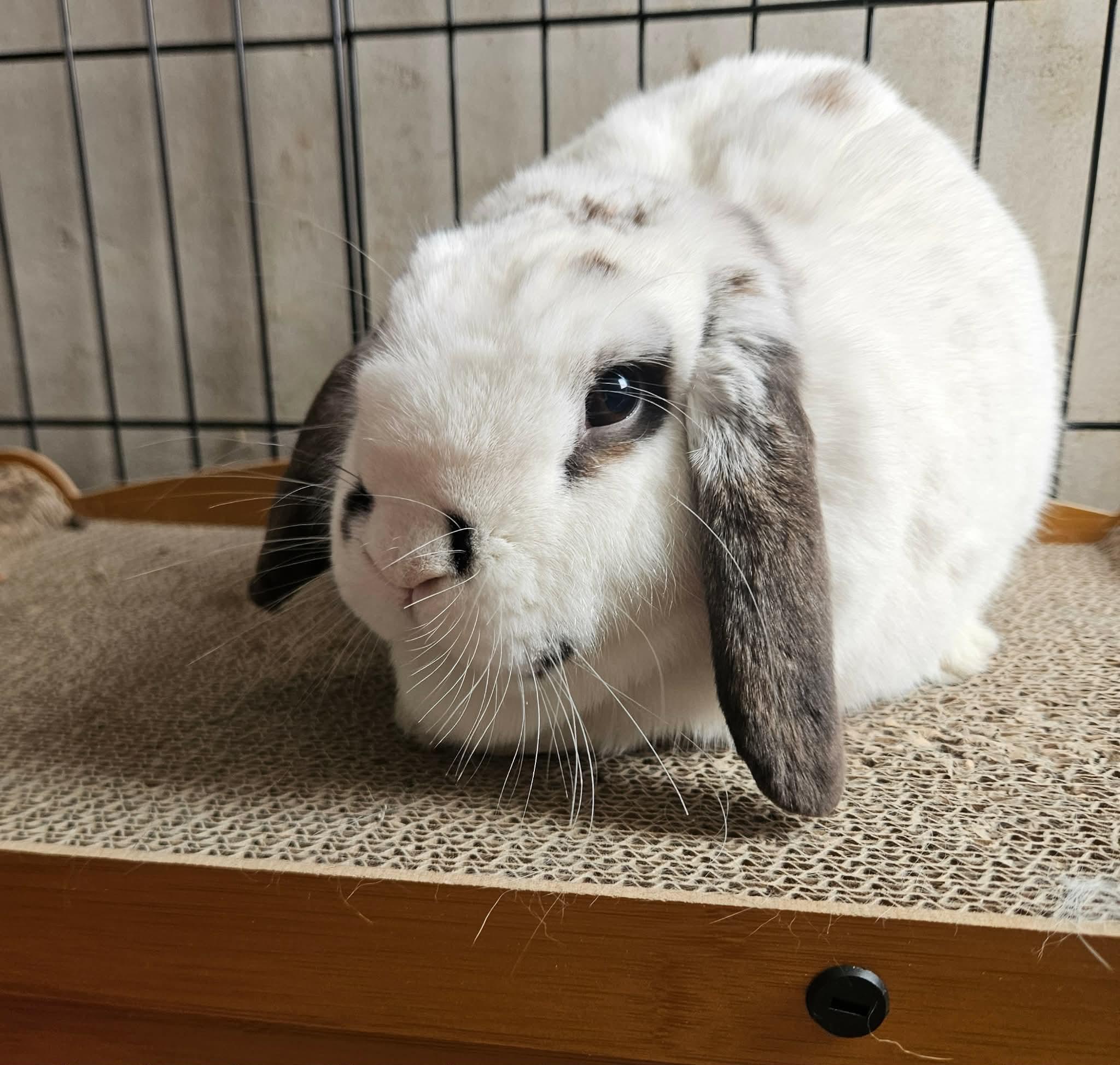 Enlarge Derek, a ADOPTABLE Mini Lop in China Township, MI image 5/5