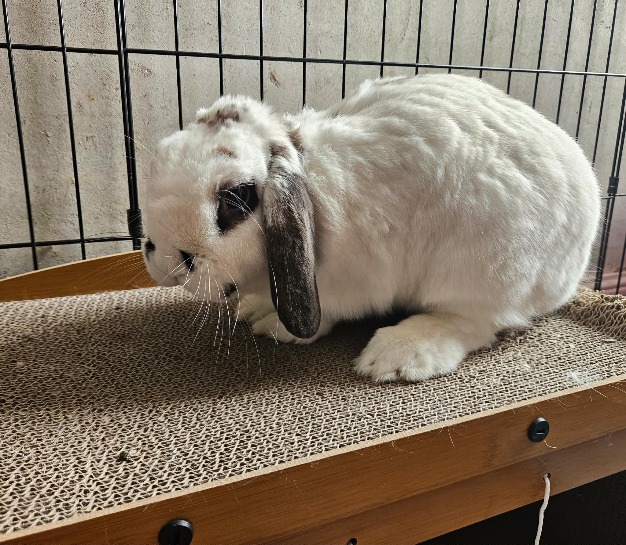 Enlarge Derek, a ADOPTABLE Mini Lop in China Township, MI image 2/5