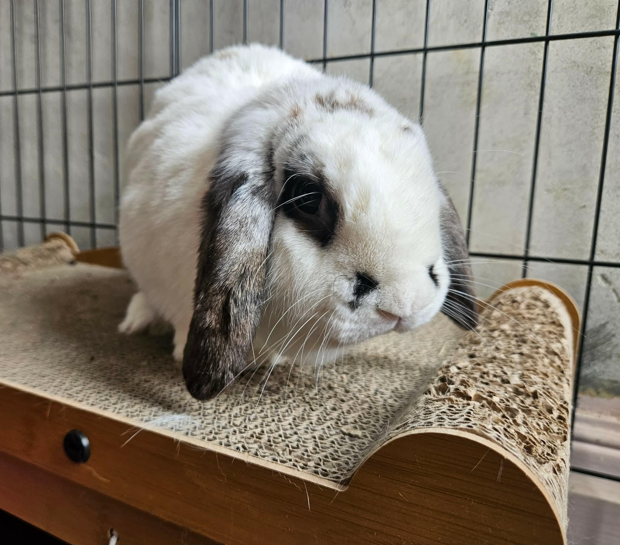 Enlarge Derek, a ADOPTABLE Mini Lop in China Township, MI image 4/5