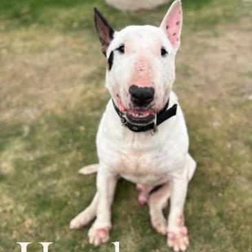 Enlarge Handsome, an adopted Bull Terrier in Palm Desert, CA image 1/1