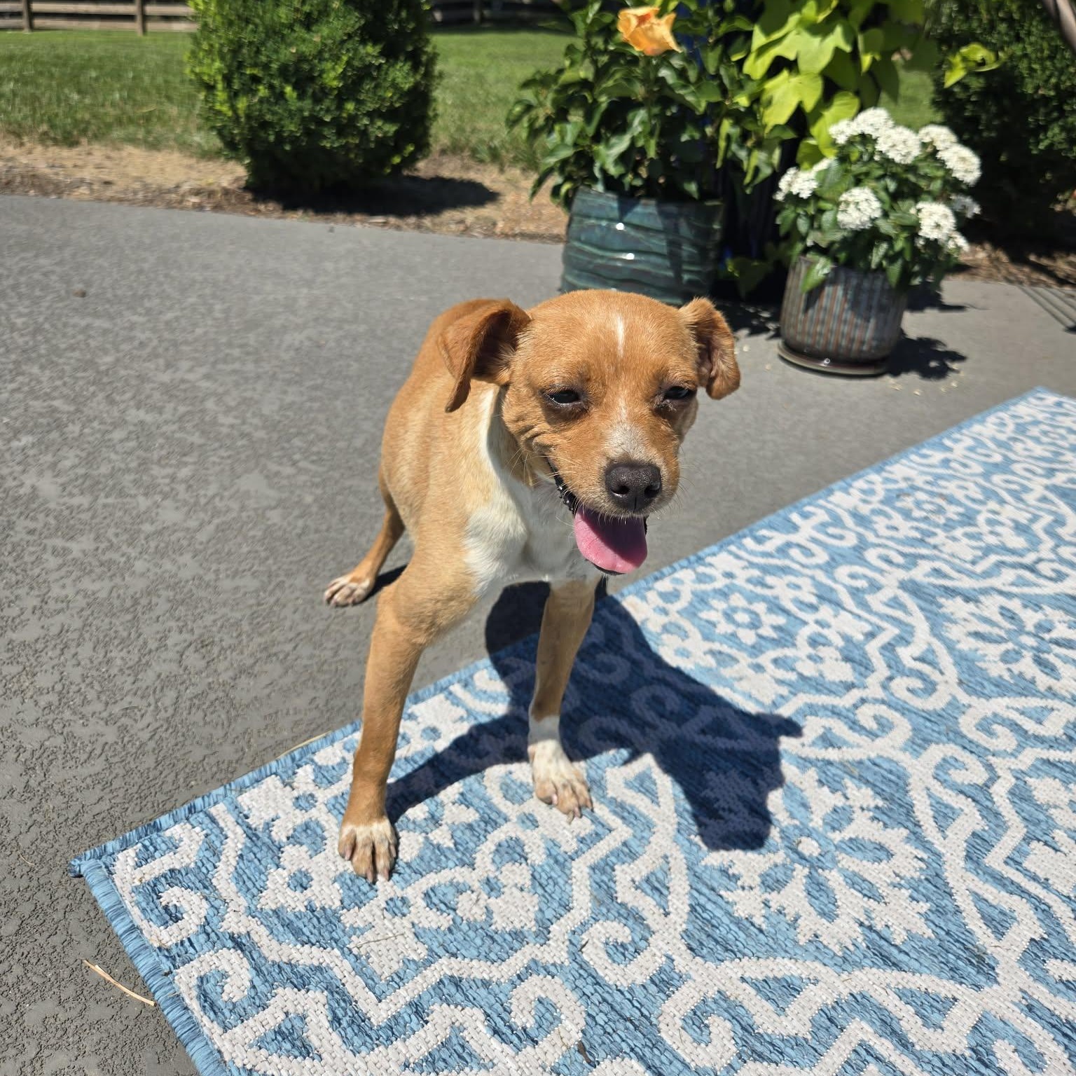 Penny, a ADOPTABLE mixed breed in Lafayette, TN image 2/5