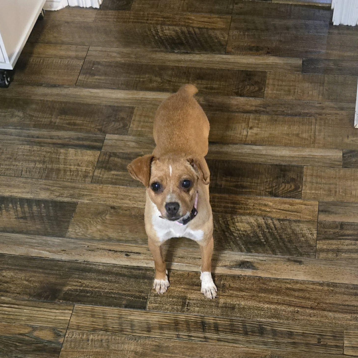 Penny, ADOPTABLE, Adult Female Chihuahua.
