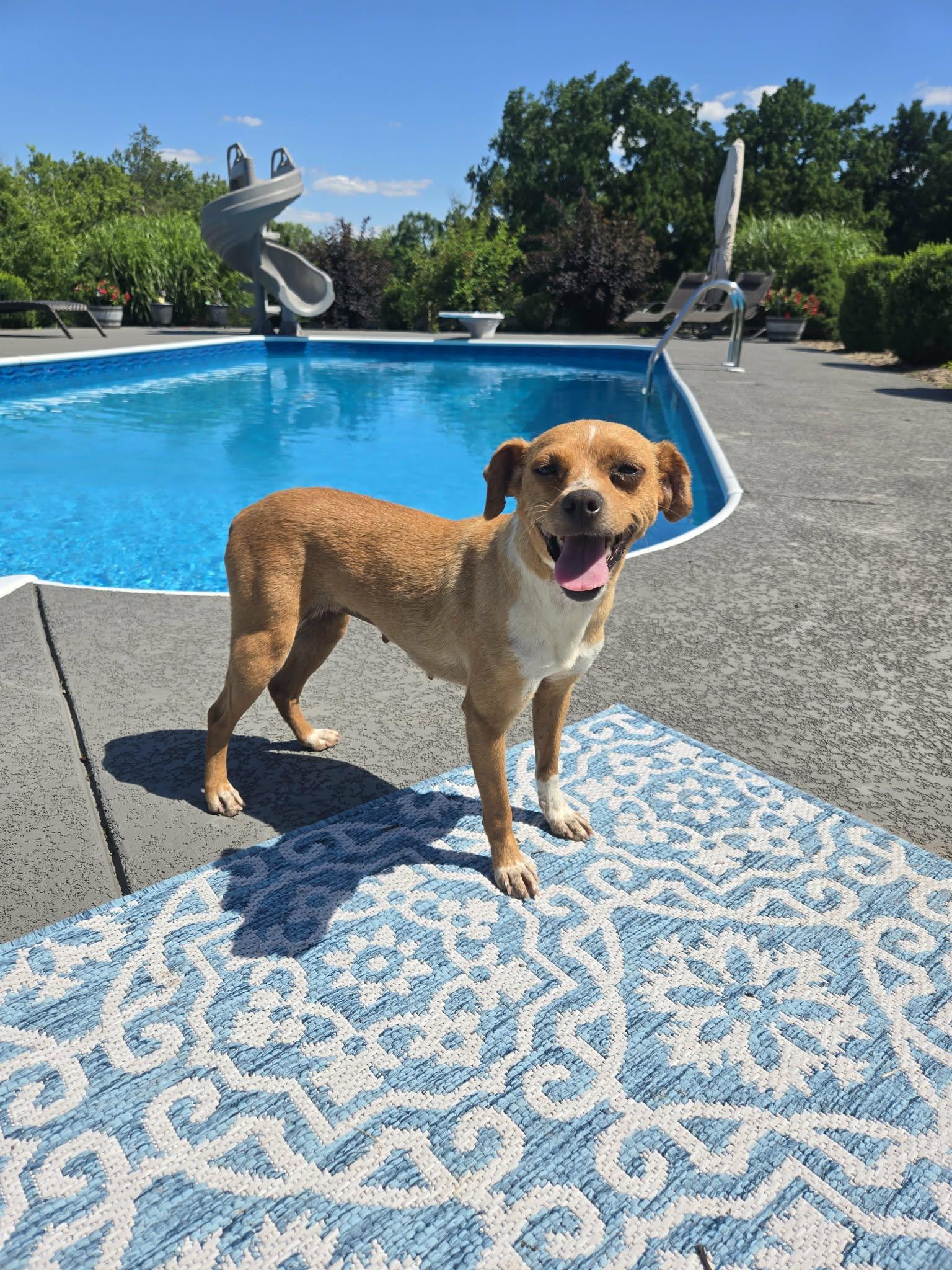 Penny, a ADOPTABLE mixed breed in Lafayette, TN image 3/5