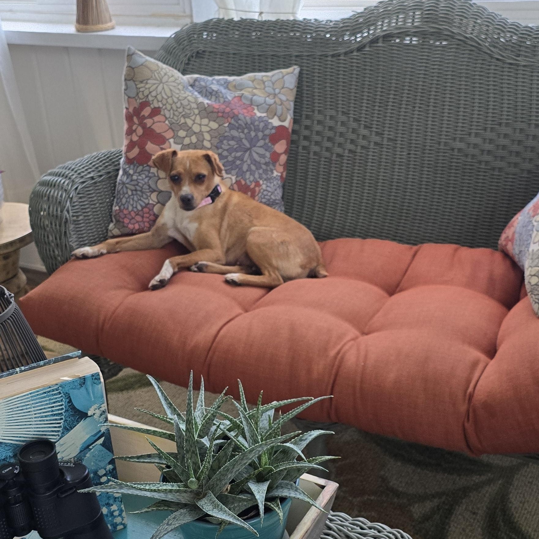 Penny, a ADOPTABLE mixed breed in Lafayette, TN image 4/5