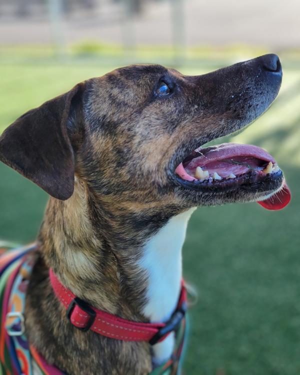 Enlarge Della, a Adoptable mixed breed in Vallejo, CA image 1/5