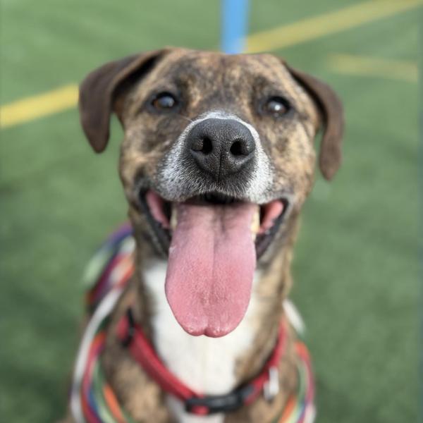 Enlarge Della, a Adoptable mixed breed in Vallejo, CA image 2/5