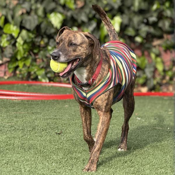 Enlarge Della, a Adoptable mixed breed in Vallejo, CA image 2/6