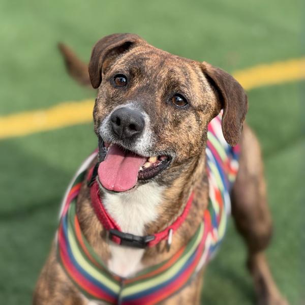 Enlarge Della, a Adoptable mixed breed in Vallejo, CA image 5/6