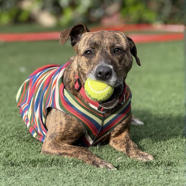 Enlarge Della, a Adoptable mixed breed in Vallejo, CA image 5/5
