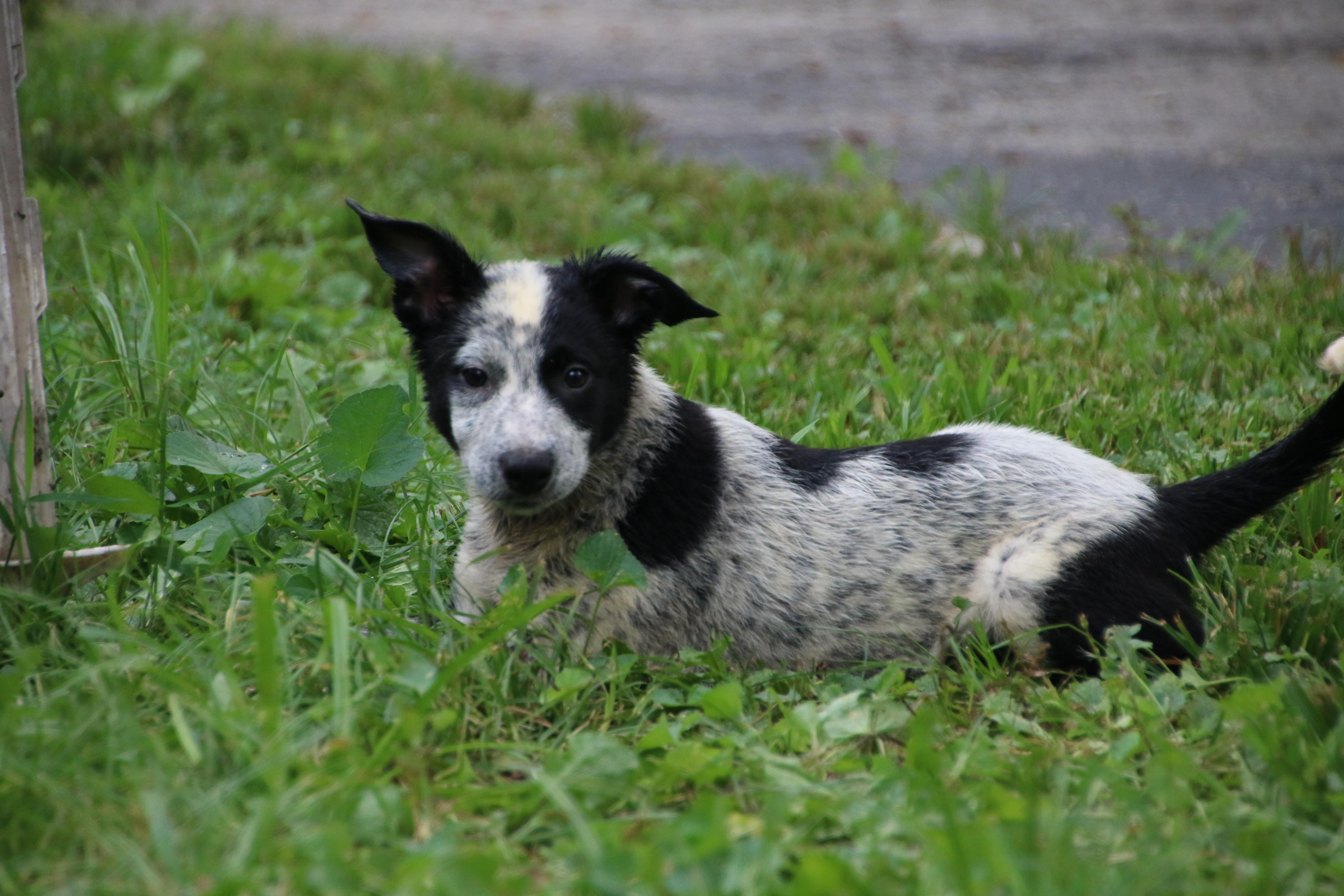 Enlarge Patch, a ADOPTABLE mixed breed in Aurora, IL image 4/5