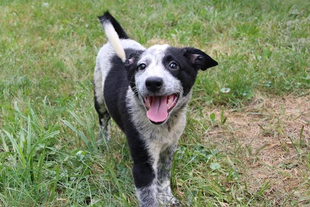 Patch, ADOPTABLE, Puppy Female Cattle Dog.