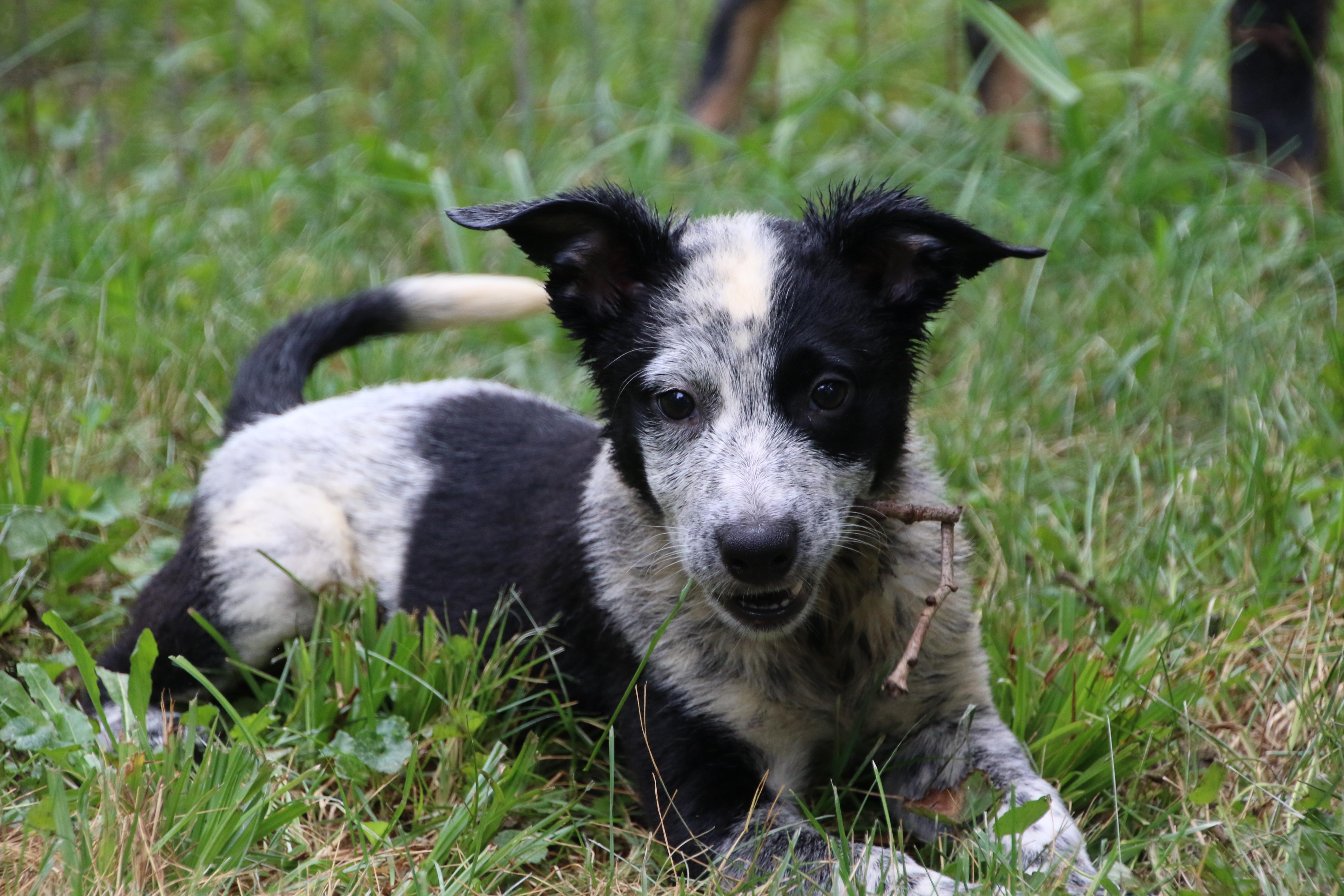 Enlarge Patch, a ADOPTABLE mixed breed in Aurora, IL image 2/5