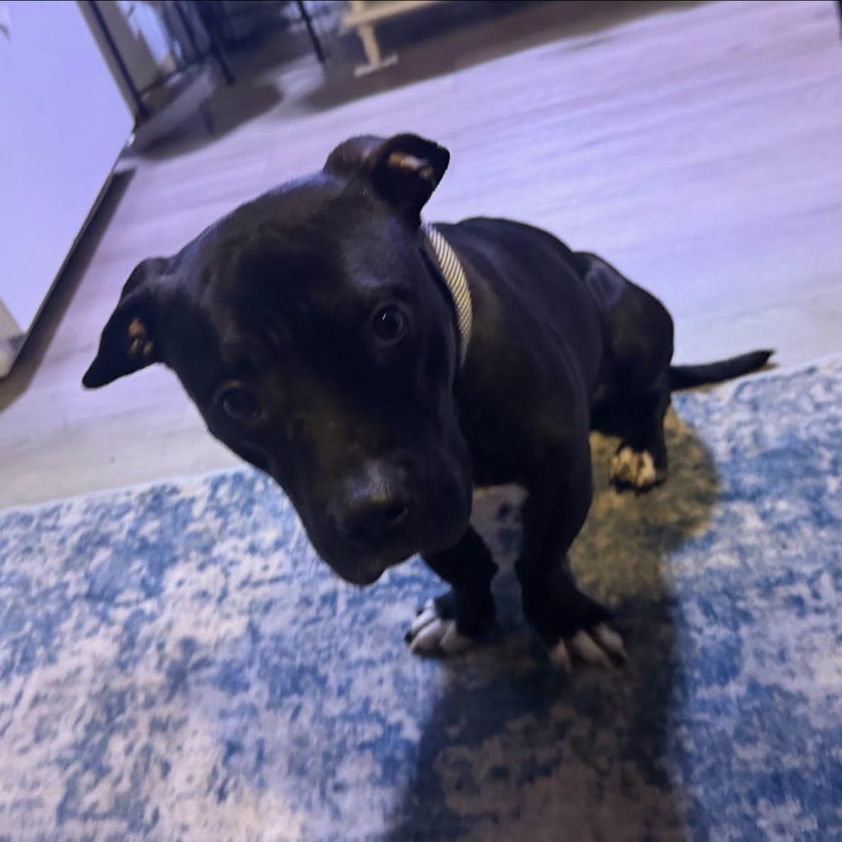 Enlarge Beau, a ADOPTABLE mixed breed in Penfield, NY image 5/5
