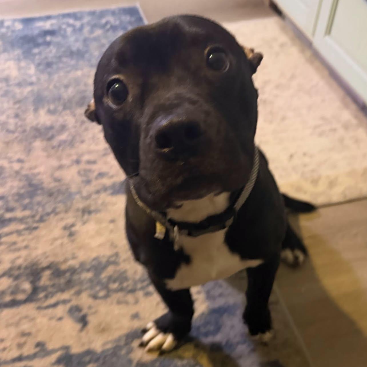 Enlarge Beau, a ADOPTABLE mixed breed in Penfield, NY image 2/5