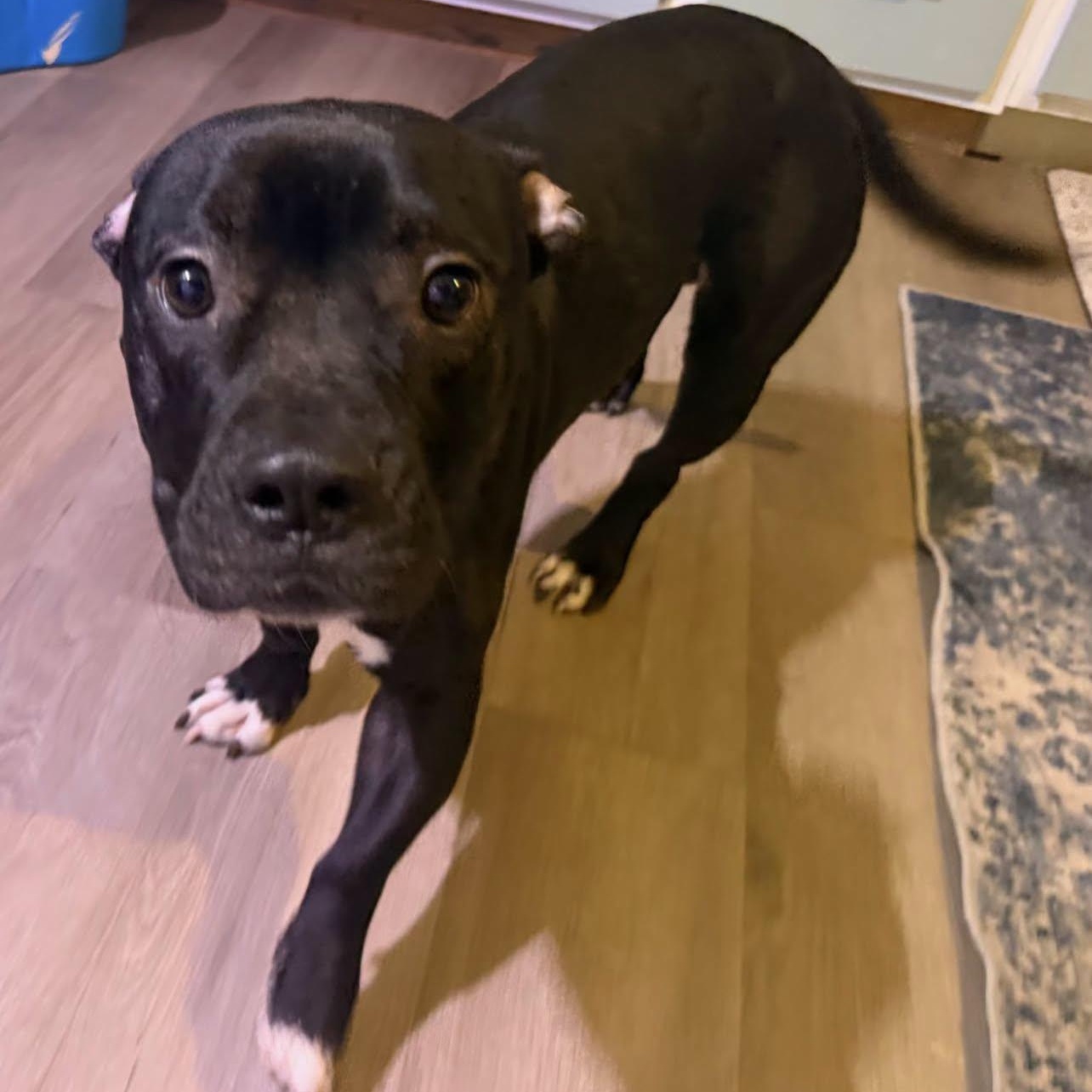Beau, ADOPTABLE, Adult Male Terrier.