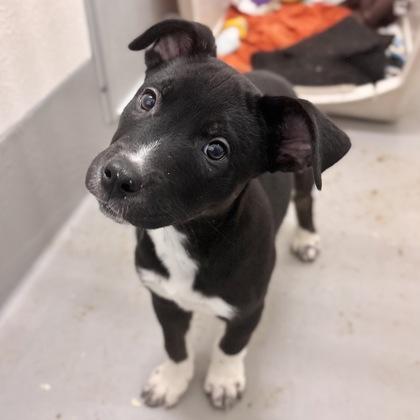 Cyrus, a Adoptable mixed breed in San Francisco, CA image 1/3
