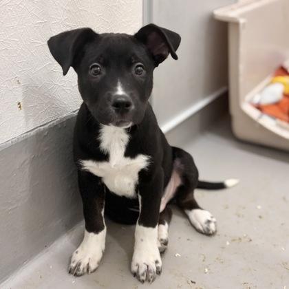 Cyrus, a Adoptable mixed breed in San Francisco, CA image 2/3