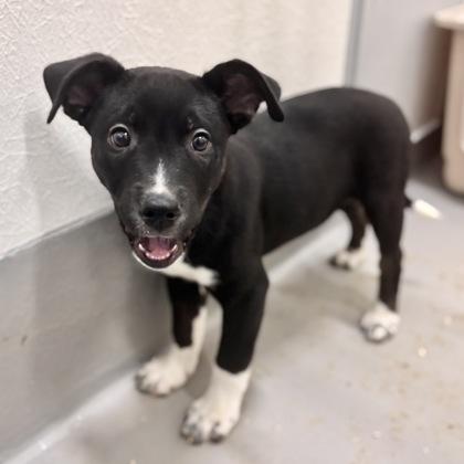 Cyrus, a Adoptable mixed breed in San Francisco, CA image 3/3