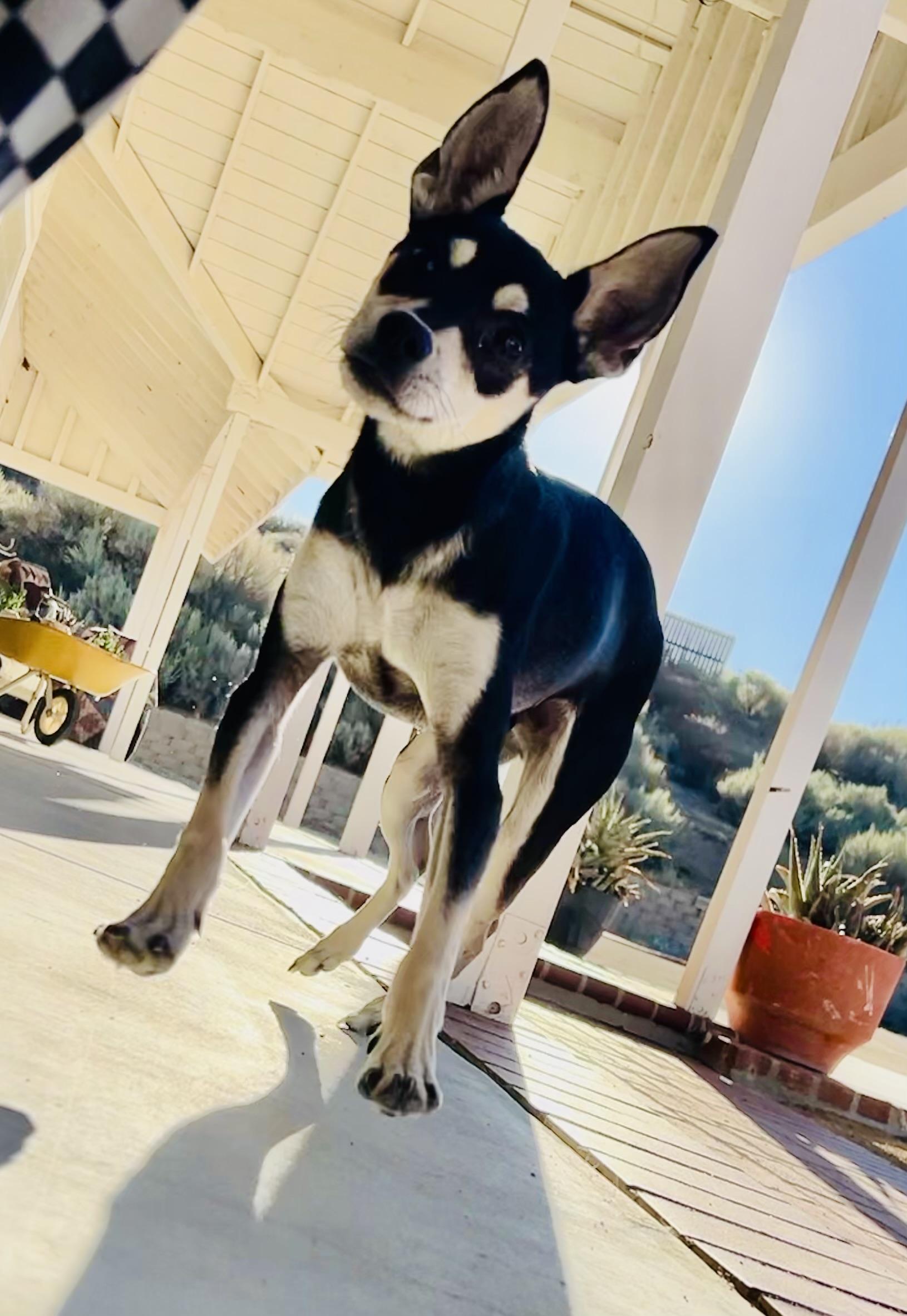 Enlarge Max, a Adoptable mixed breed in Bakersfield, CA image 1/5