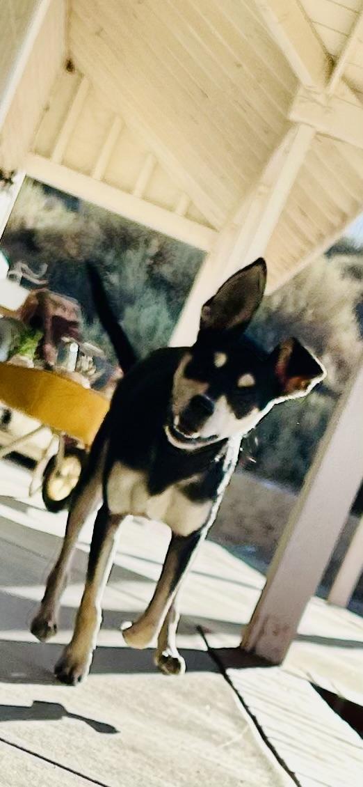 Enlarge Max, a Adoptable mixed breed in Bakersfield, CA image 2/5