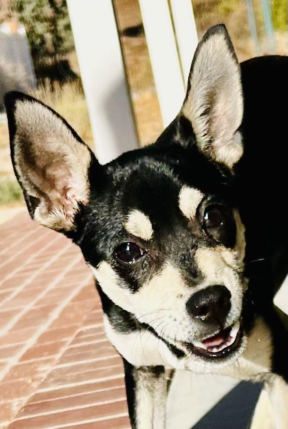 Enlarge Max, a Adoptable mixed breed in Bakersfield, CA image 3/5