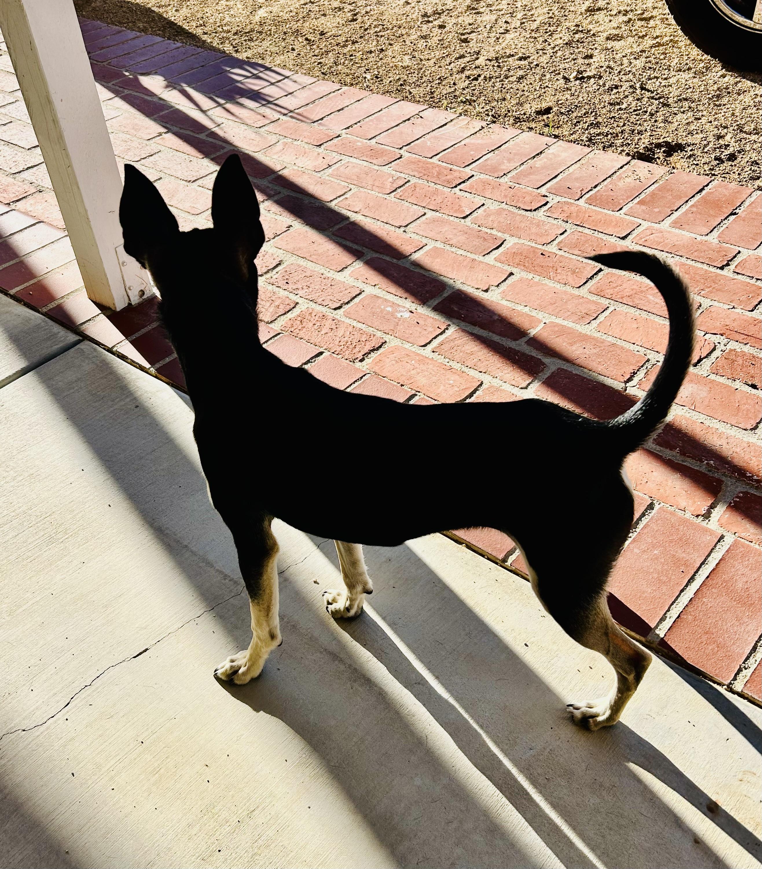 Enlarge Max, a Adoptable mixed breed in Bakersfield, CA image 4/5