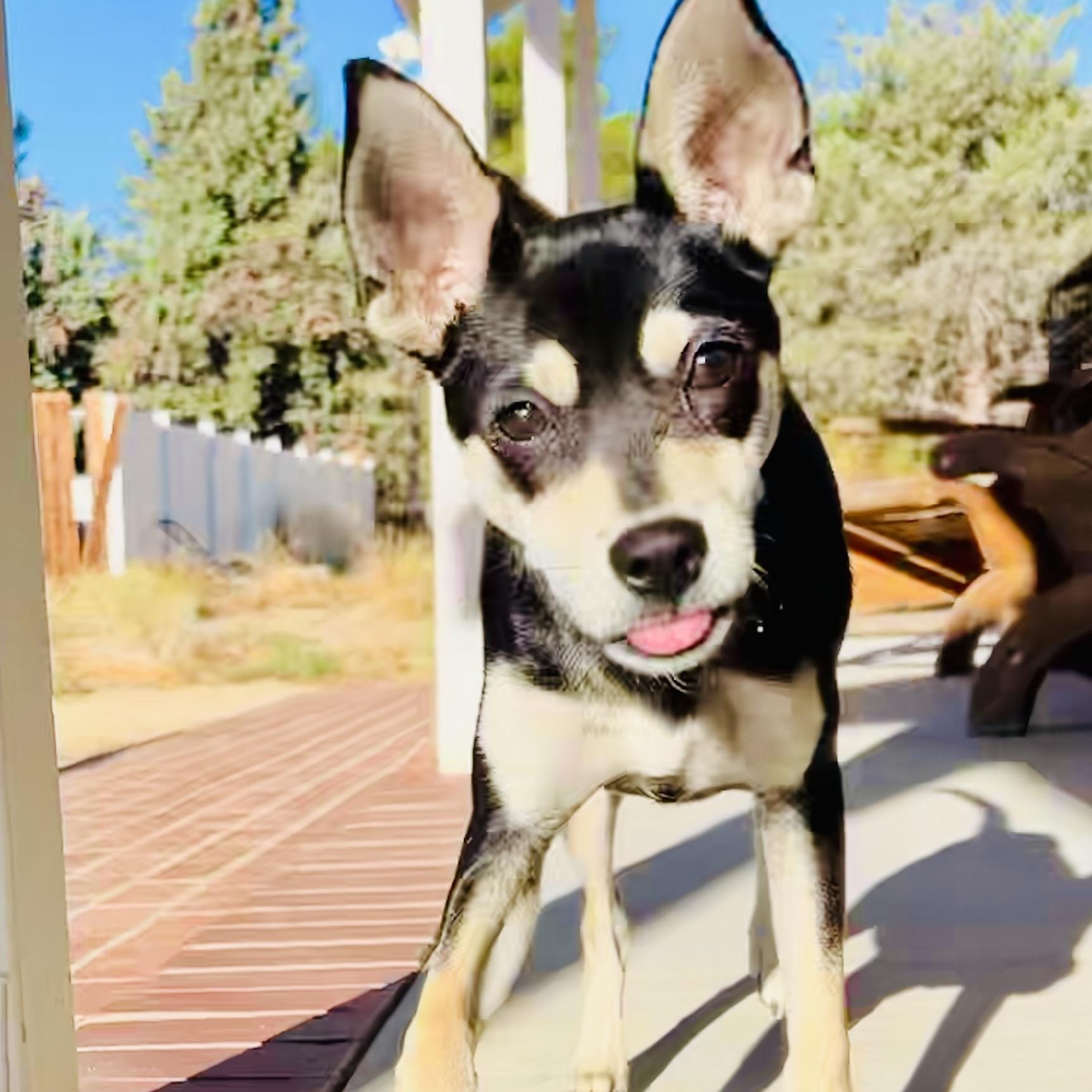 Enlarge Max, a Adoptable mixed breed in Bakersfield, CA image 5/5