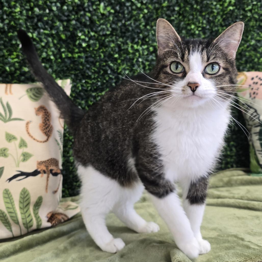 Enlarge Patra, a Adoptable Domestic Short Hair in Nashville, TN image 1/4