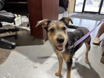 Enlarge Buckey, a Adoptable Terrier in Harlingen, TX image 1/1