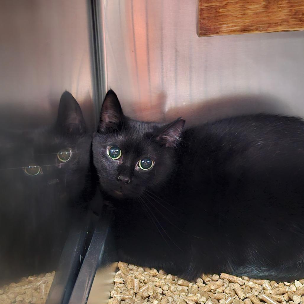 Enlarge Sable, a Adoptable Domestic Short Hair in Pensacola, FL image 1/1