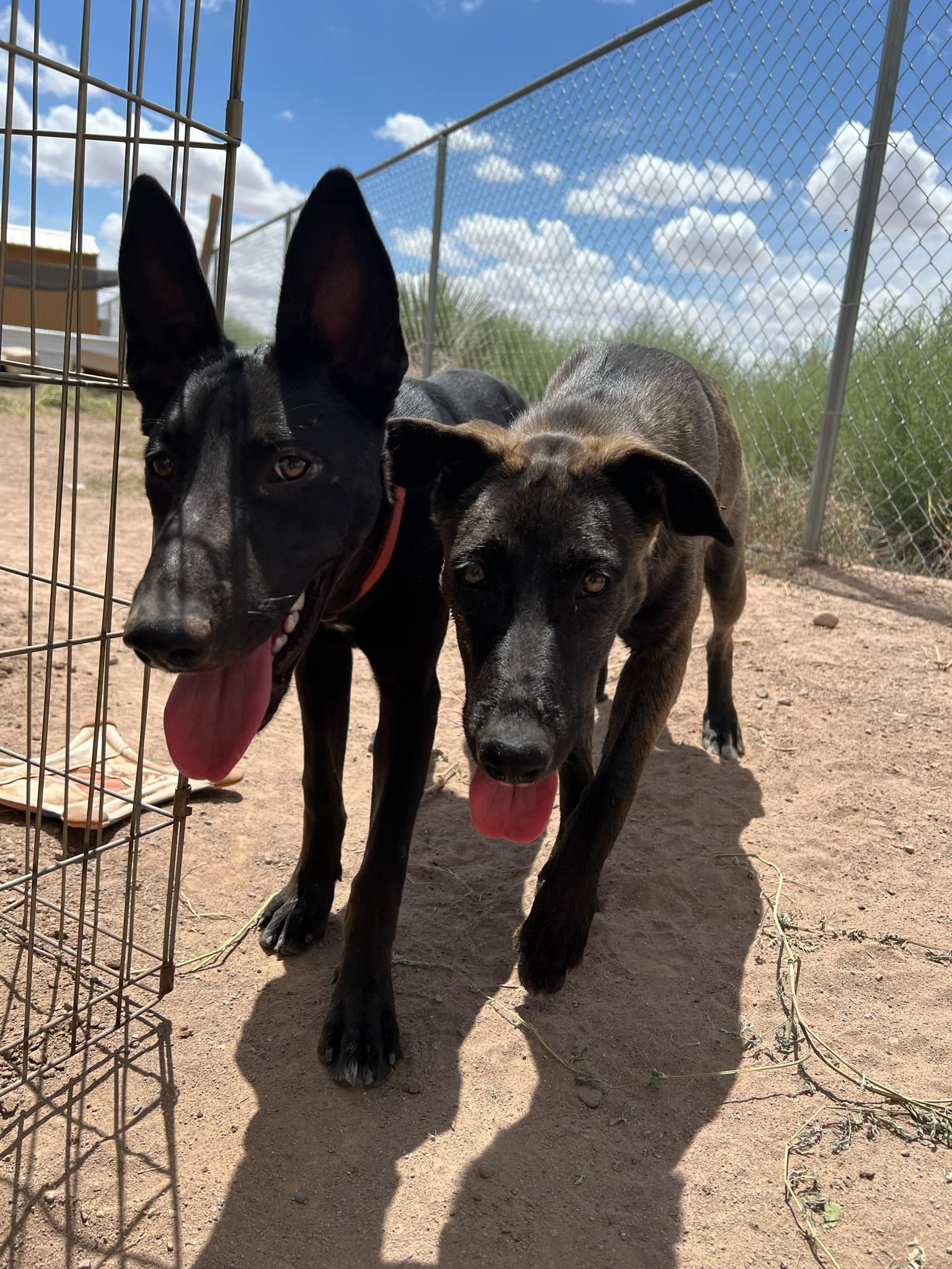 Alessa, Adoptable, Young Female Belgian Shepherd / Malinois & Black Labrador Retriever.