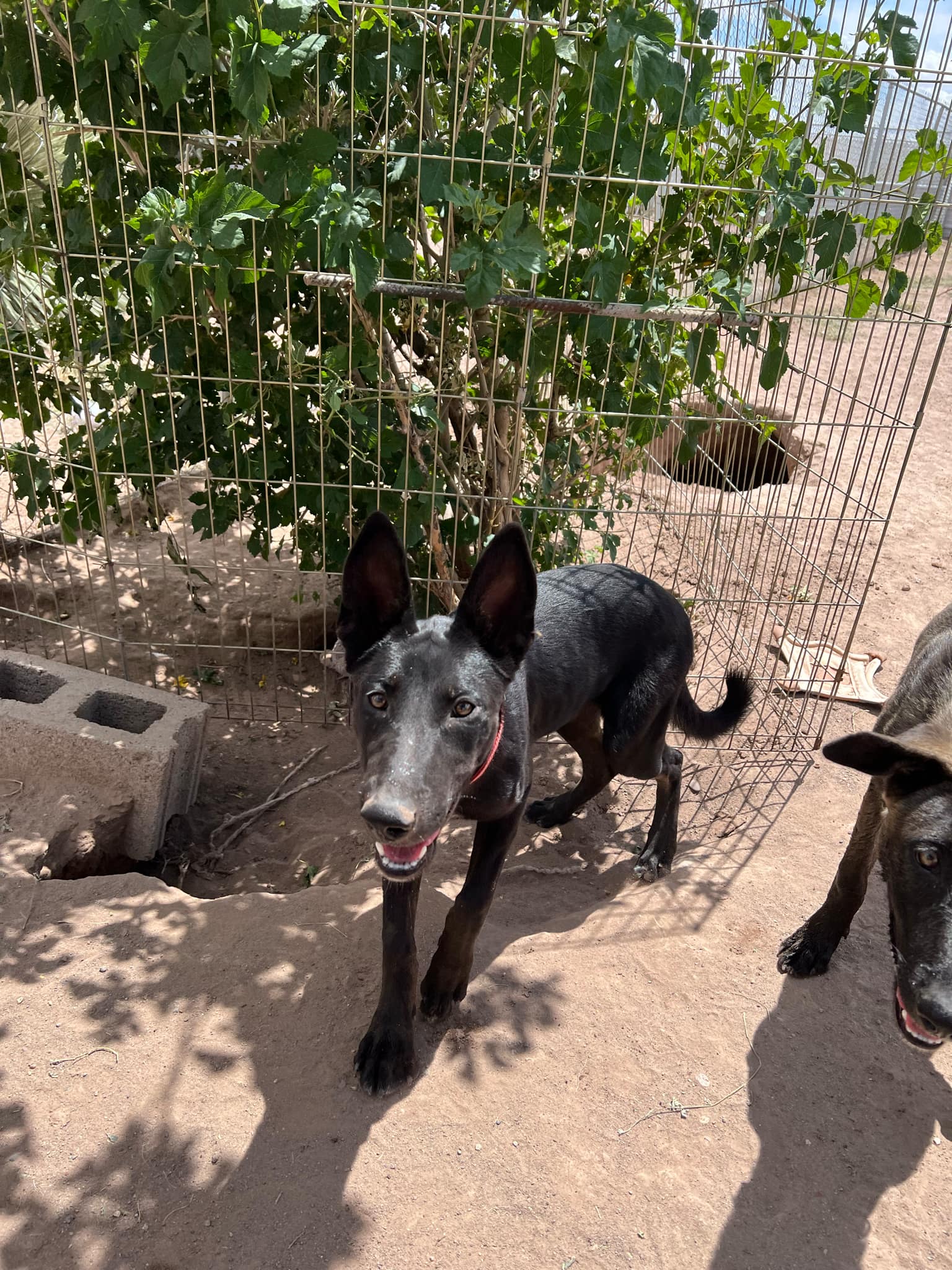 Alessa, a Adoptable mixed breed image 5/6