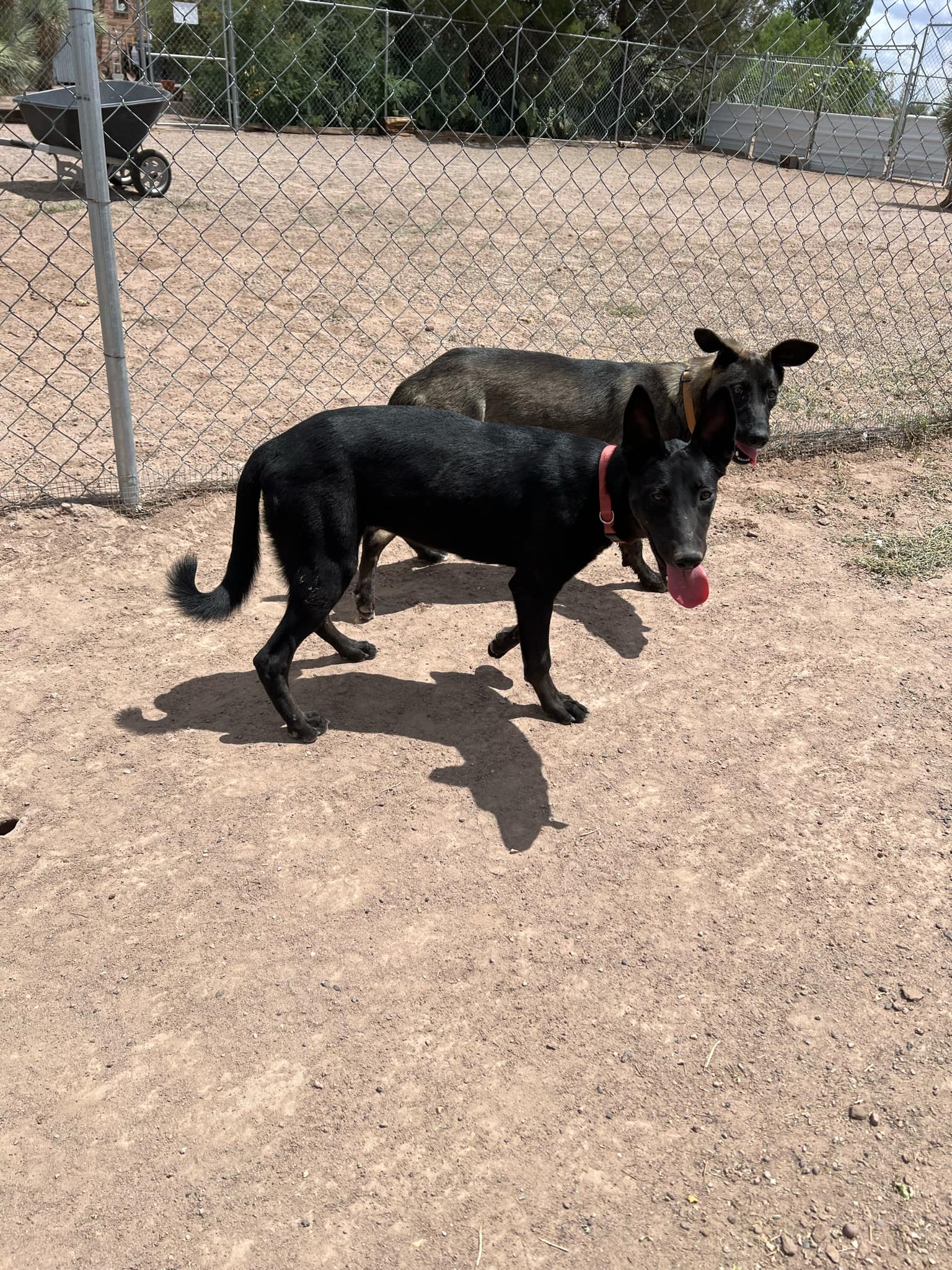 Alessa, a Adoptable mixed breed image 6/6