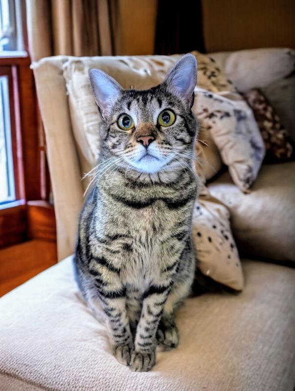 Little Bit (Bobtail), a Adoptable Tabby in Knoxville, TN image 1/3