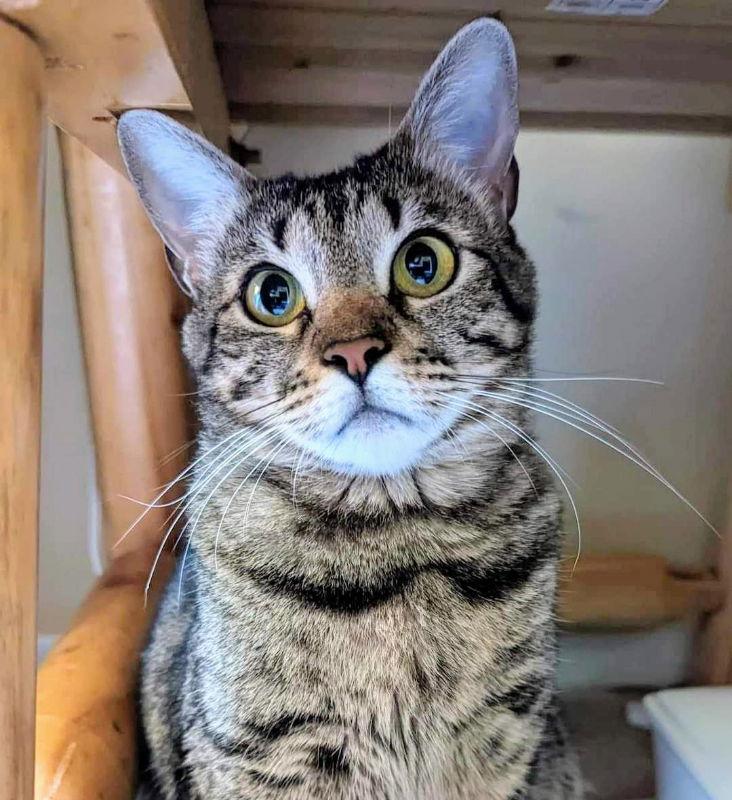 Little Bit (Bobtail), a Adoptable Tabby in Knoxville, TN image 2/3