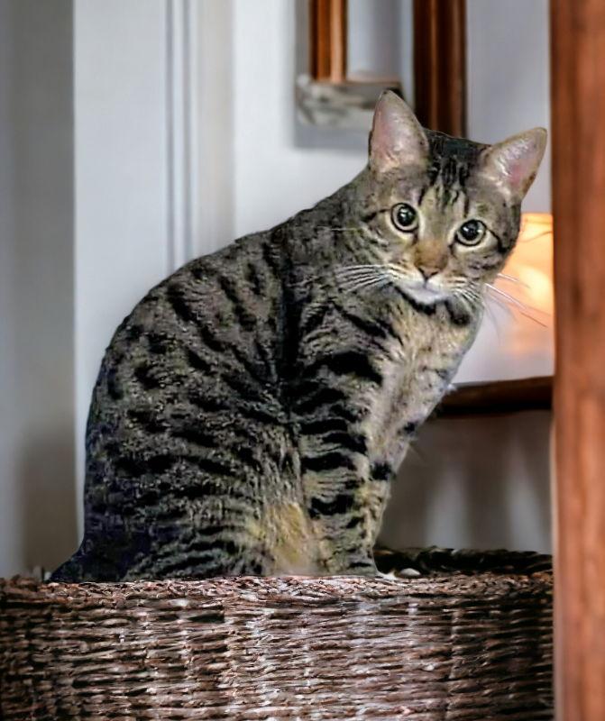 Little Bit (Bobtail), a Adoptable Tabby in Knoxville, TN image 3/3