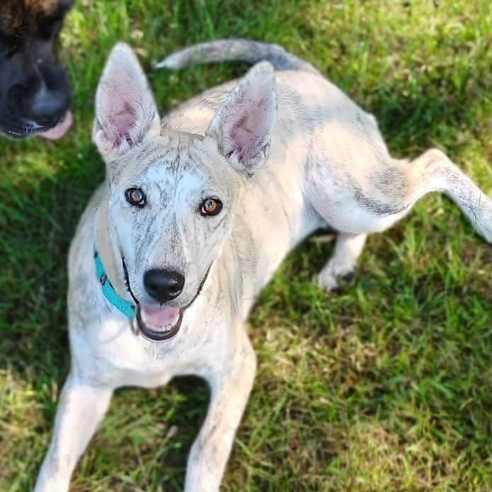 Sugar, Adoptable, Young Female Siberian Husky.