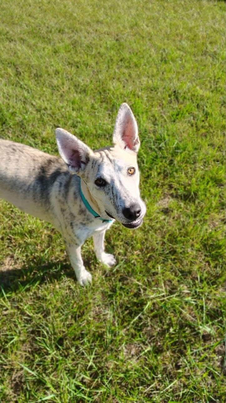 Enlarge Sugar, a Adoptable Siberian Husky in New London, WI image 3/3