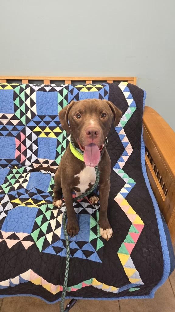 Enlarge Jagger, a Adoptable Pit Bull Terrier in Marion, OH image 1/2
