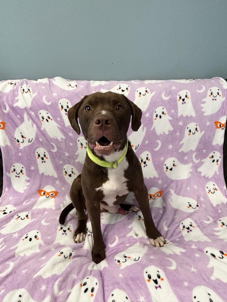 Enlarge Jagger, a Adoptable Pit Bull Terrier in Marion, OH image 2/2