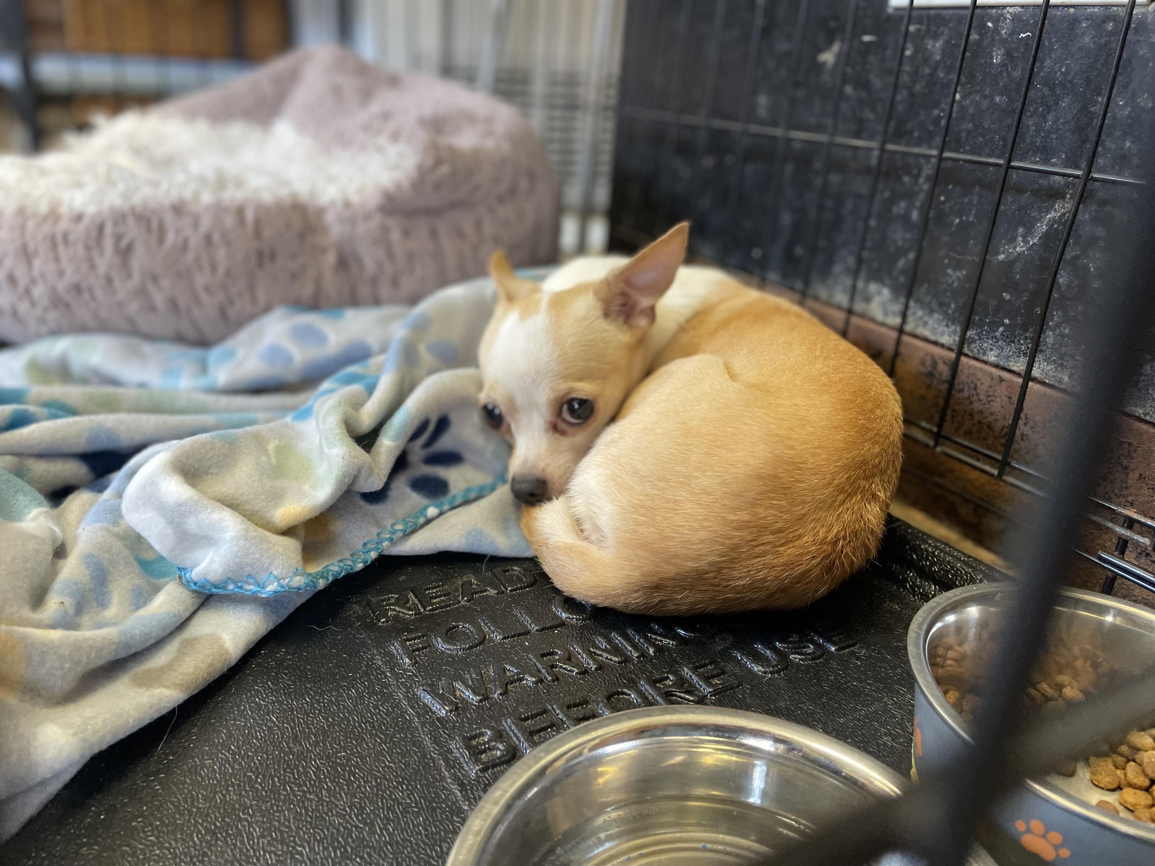 Enlarge Cricket, a Adoptable Chihuahua in Hoquiam, WA image 5/5