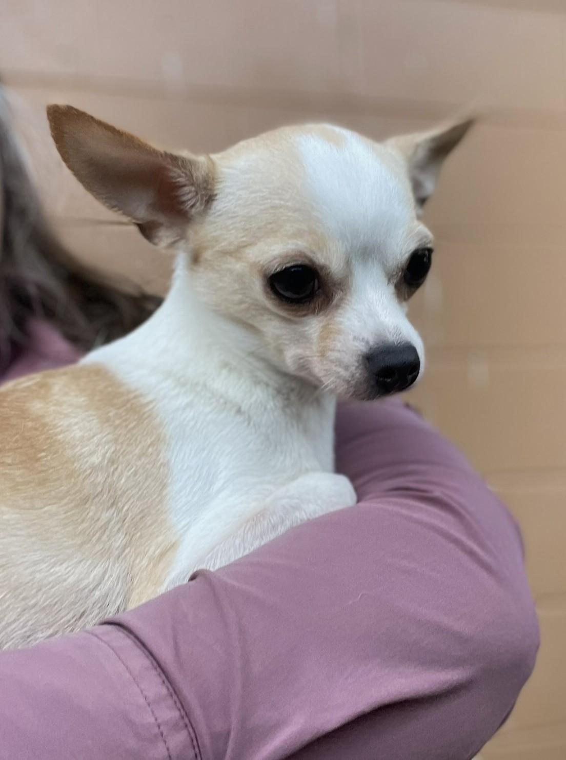 Enlarge Cricket, a Adoptable Chihuahua in Hoquiam, WA image 1/5