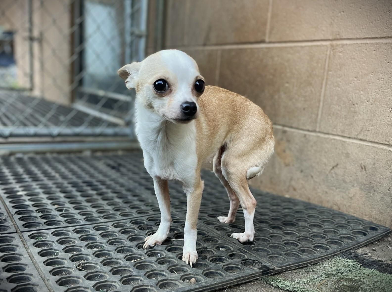 Enlarge Cricket, a Adoptable Chihuahua in Hoquiam, WA image 3/5