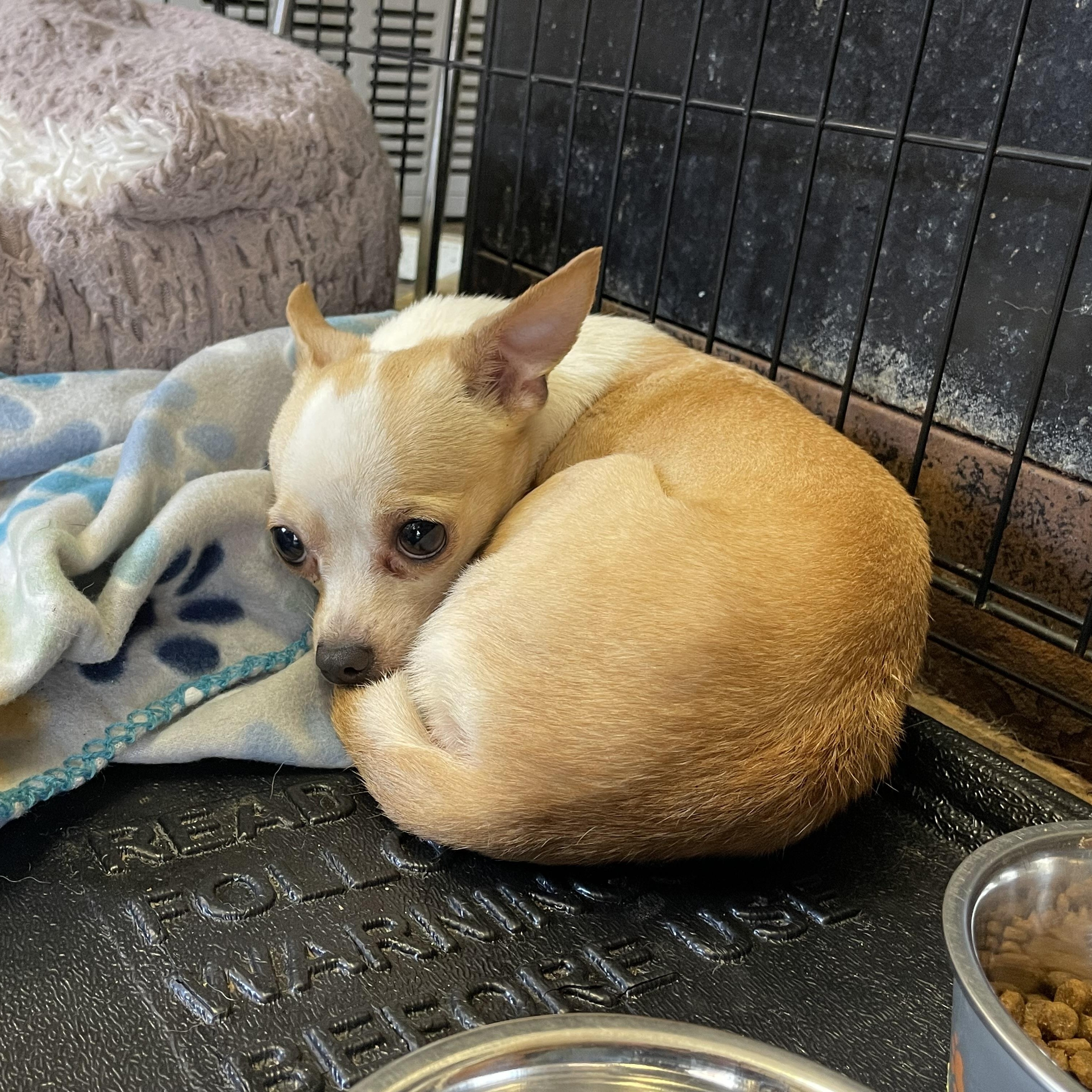 Enlarge Cricket, a Adoptable Chihuahua in Hoquiam, WA image 4/5